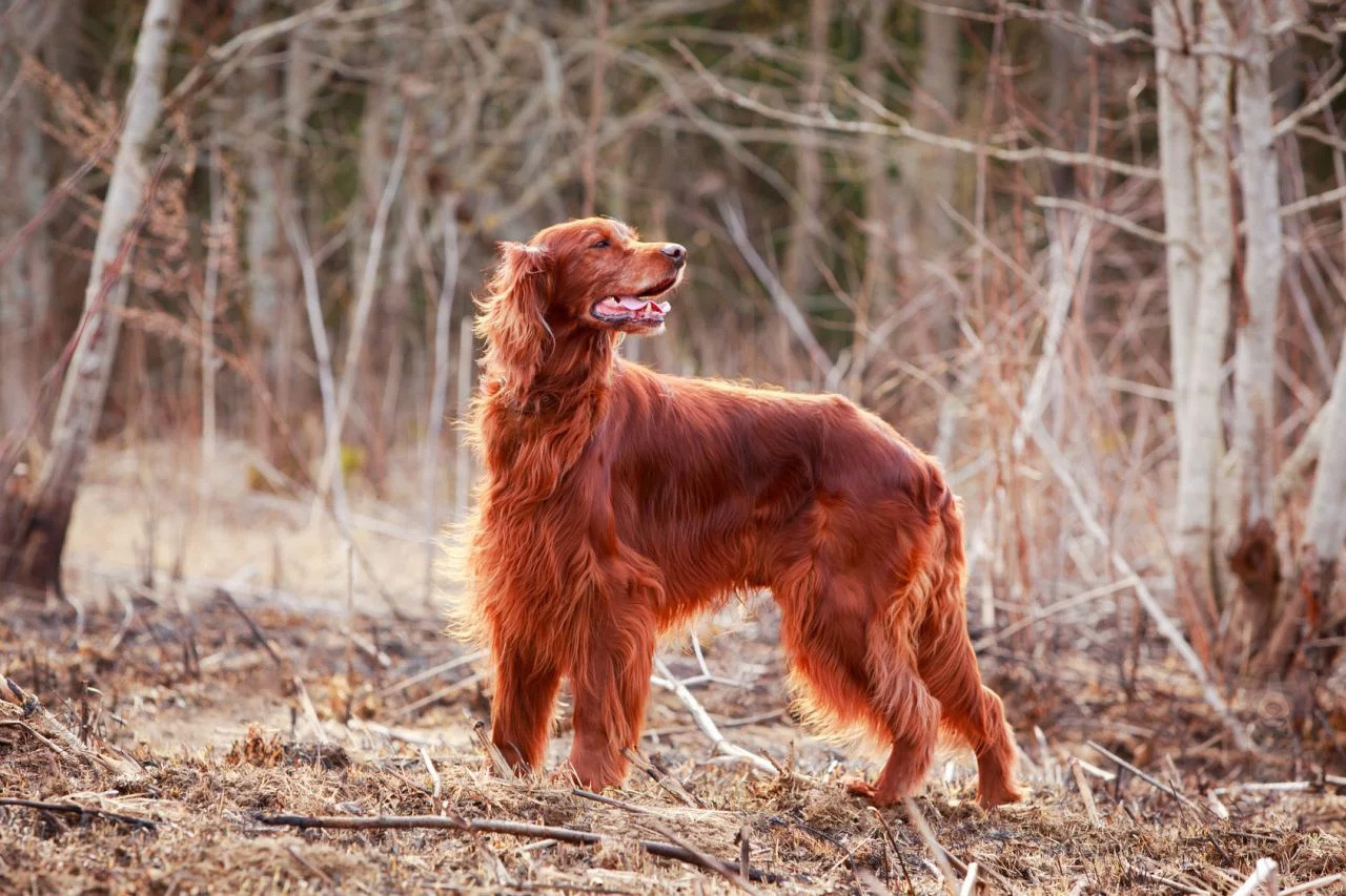 Ирландский сеттер. Ирландский красный сеттер. Ирландский сеттер (Irish Setter). «Ирландский (красный) сеттер» охотничья стойка.